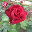 Kép 3/3 - Rosa 'Edith Piaf®' - vörös - teahibrid rózsa