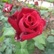 Rosa 'Edith Piaf®' - vörös - teahibrid rózsa