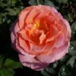 Kép 1/3 - Rosa 'Elle®' - sárga - rózsaszín - teahibrid rózsa
