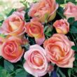 Rosa 'Elle®' - sárga - rózsaszín - teahibrid rózsa