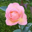 Kép 3/3 - Rosa 'Elle®' - sárga - rózsaszín - teahibrid rózsa