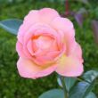 Kép 3/3 - Rosa 'Elle®' - sárga - rózsaszín - teahibrid rózsa