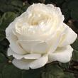 Kép 1/3 - Rosa 'Jeanne Moreau®' - fehér - teahibrid rózsa