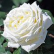 Rosa 'Jeanne Moreau®' - fehér - teahibrid rózsa