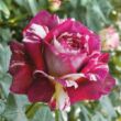 Rosa 'Julio Iglesias®' - vörös - fehér - teahibrid rózsa