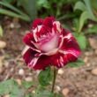 Rosa 'Julio Iglesias®' - vörös - fehér - teahibrid rózsa
