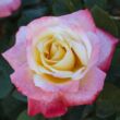 Kép 1/3 - Rosa 'Laetitia Casta®' - fehér - rózsaszín - teahibrid rózsa