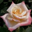 Rosa 'Laetitia Casta®' - fehér - rózsaszín - teahibrid rózsa