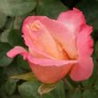 Kép 3/3 - Rosa 'Laetitia Casta®' - fehér - rózsaszín - teahibrid rózsa