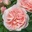 Kép 2/3 - Rosa 'Donatella®' - rózsaszín - teahibrid rózsa