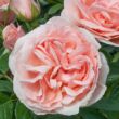 Kép 2/3 - Rosa 'Donatella®' - rózsaszín - teahibrid rózsa