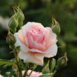 Rosa 'Donatella®' - rózsaszín - teahibrid rózsa