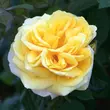 Kép 1/3 - Rosa 'Michelangelo®' - sárga - teahibrid rózsa