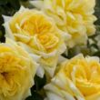 Rosa 'Michelangelo®' - sárga - teahibrid rózsa