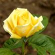 Kép 3/3 - Rosa 'Michelangelo®' - sárga - teahibrid rózsa