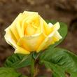 Kép 3/3 - Rosa 'Michelangelo®' - sárga - teahibrid rózsa