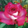 Kép 2/3 - Rosa 'Monica Bellucci®' - rózsaszín - teahibrid rózsa