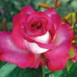 Rosa 'Monica Bellucci®' - rózsaszín - teahibrid rózsa