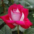 Kép 3/3 - Rosa 'Monica Bellucci®' - rózsaszín - teahibrid rózsa
