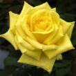 Kép 1/3 - Rosa 'Nicolas Hulot®' - sárga - teahibrid rózsa