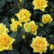 Kép 2/3 - Rosa 'Nicolas Hulot®' - sárga - teahibrid rózsa