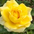Kép 3/3 - Rosa 'Nicolas Hulot®' - sárga - teahibrid rózsa