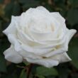 Kép 1/3 - Rosa 'Pierre Arditi®' - fehér - teahibrid rózsa