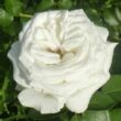 Kép 2/3 - Rosa 'Pierre Arditi®' - fehér - teahibrid rózsa