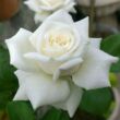 Kép 3/3 - Rosa 'Pierre Arditi®' - fehér - teahibrid rózsa