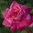 Kép 1/3 - Rosa 'Pierre Cardin®' - rózsaszín - teahibrid rózsa