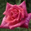 Kép 2/3 - Rosa 'Pierre Cardin®' - rózsaszín - teahibrid rózsa