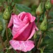 Rosa 'Pierre Cardin®' - rózsaszín - teahibrid rózsa
