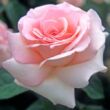 Kép 1/3 - Rosa 'Prince Jardinier®' - rózsaszín - teahibrid rózsa