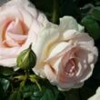 Kép 2/3 - Rosa 'Prince Jardinier®' - rózsaszín - teahibrid rózsa