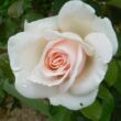Rosa 'Prince Jardinier®' - rózsaszín - teahibrid rózsa
