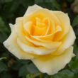Kép 1/3 - Rosa 'Raffaello®' - sárga - teahibrid rózsa