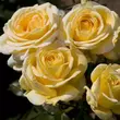 Kép 2/3 - Rosa 'Raffaello®' - sárga - teahibrid rózsa