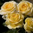 Rosa 'Raffaello®' - sárga - teahibrid rózsa