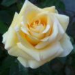 Kép 3/3 - Rosa 'Raffaello®' - sárga - teahibrid rózsa