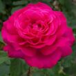 Kép 1/3 - Rosa 'Velasquez®' - rózsaszín - teahibrid rózsa