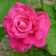 Rosa 'Velasquez®' - rózsaszín - teahibrid rózsa
