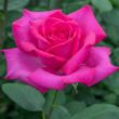 Rosa 'Velasquez®' - rózsaszín - teahibrid rózsa