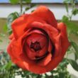 Rosa 'Terracotta®' - vörös - teahibrid rózsa