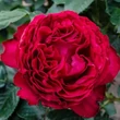 Kép 1/3 - Rosa 'Traviata®' - vörös - teahibrid rózsa