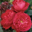 Kép 2/3 - Rosa 'Traviata®' - vörös - teahibrid rózsa