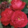 Rosa 'Traviata®' - vörös - teahibrid rózsa