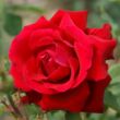 Kép 2/3 - Rosa 'Victor Hugo®' - vörös - teahibrid rózsa
