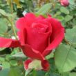 Kép 3/3 - Rosa 'Victor Hugo®' - vörös - teahibrid rózsa