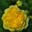 Kép 1/3 - Rosa 'Anny Duprey®' - sárga - virágágyi grandiflora - floribunda rózsa