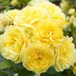 Kép 2/3 - Rosa 'Anny Duprey®' - sárga - virágágyi grandiflora - floribunda rózsa
